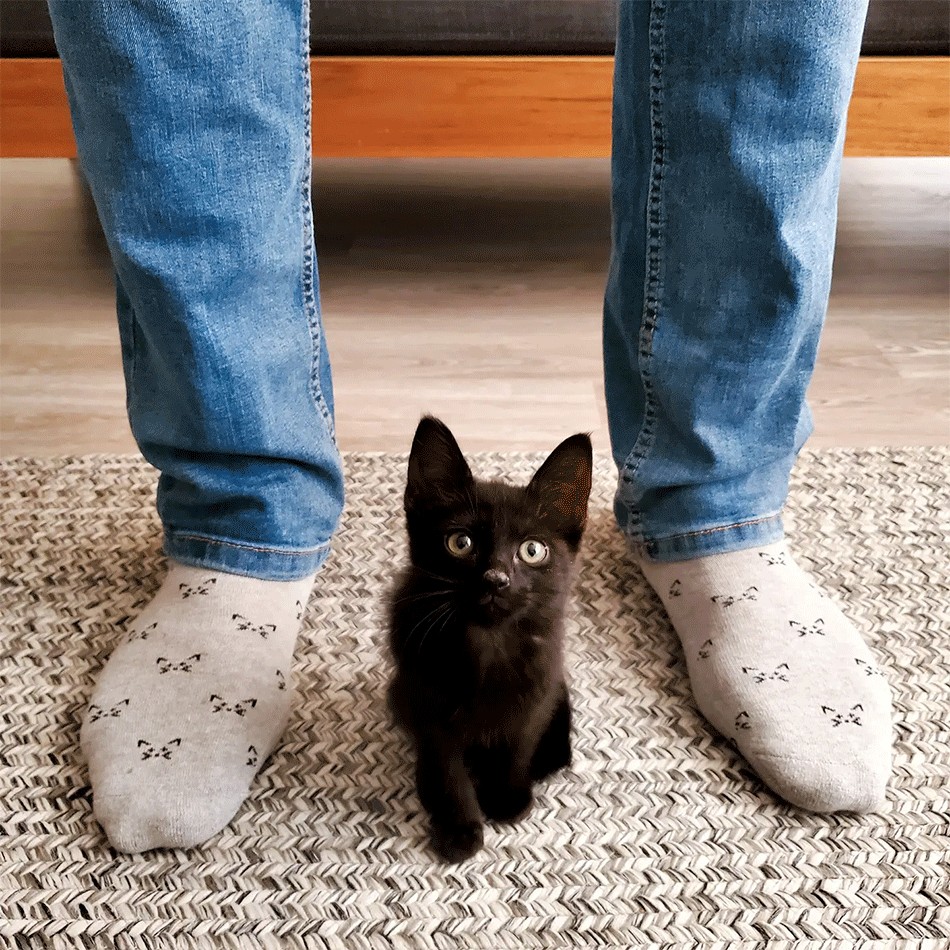 Socks That Save Cats Cat Face Organic Cotton India Women s Peace Collection
